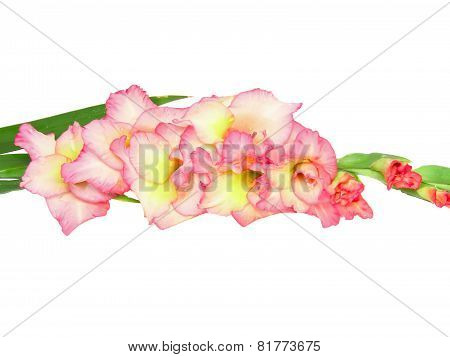 Pink Gladiolus . Isolated On White.