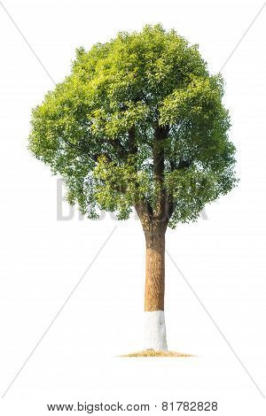 Green Camphor Tree