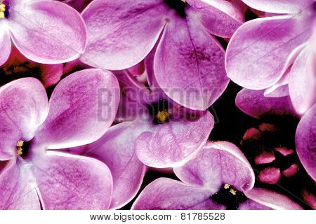 Beautiful Bunch Of Lilac Close-up