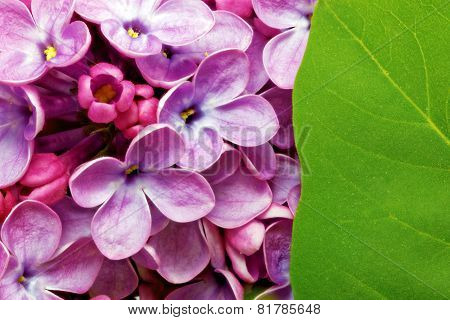 Beautiful Bunch Of Lilac Close-up