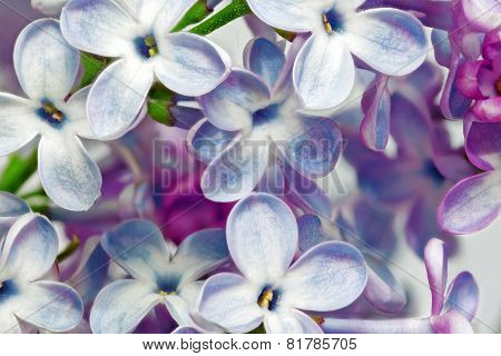 Beautiful Bunch Of Lilac Close-up