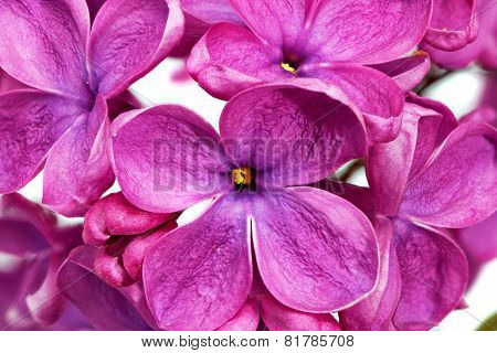 Beautiful Bunch Of Lilac Close-up
