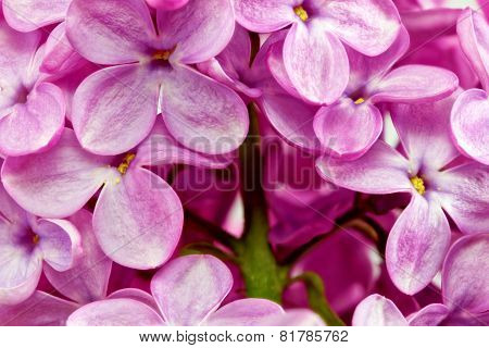 Lilac.