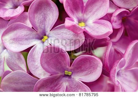 Lilac.