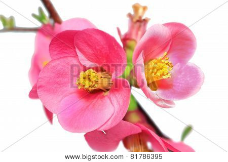 Flowers Of Chaenomeles Japonica (japanese Quince) Blossoming.  Isolated.
