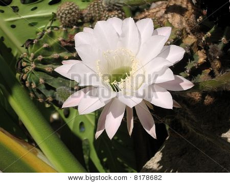 O fiore di Cactus di Yehuda