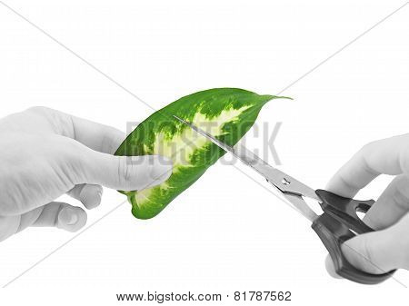 Ecology -green Leaf In Glass Of Water.
