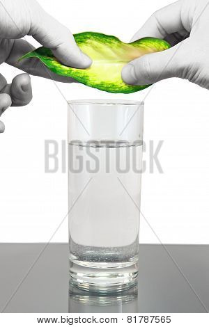 Ecology -green Leaf In Glass Of Water.