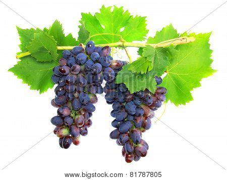 Black Grape On Cane Vine With Leafe. Isolated