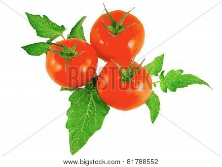 Lush Tomatos With Green Leafs. Isolated