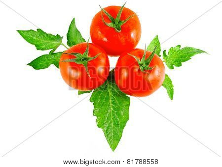 Lush Tomatos With Green Leafs. Isolated
