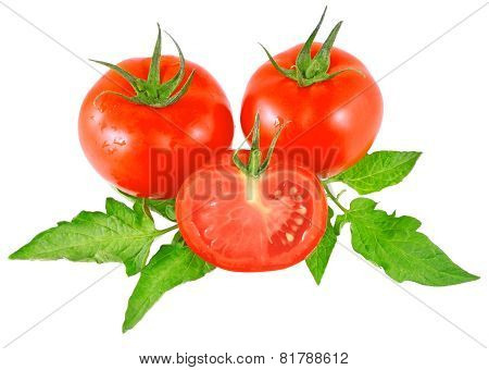 Lush Tomatos With Green Leafs. Isolated