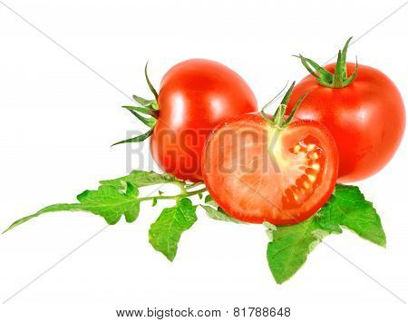 Lush Tomatos With Green Leafs. Isolated