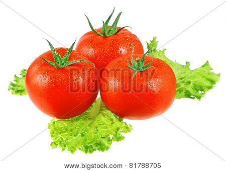 Lush Tomatos With Green Leafs. Isolated