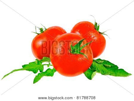 Lush Tomatos With Green Leafs. Isolated