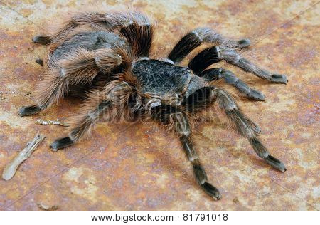Brazilian Red Tarantula