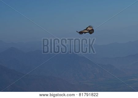 Andean Condor