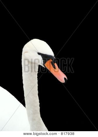 Swan i svart sjö