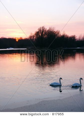 Swan par