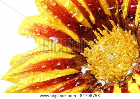 Single Flower Of Tiger Gazania With Drops. (splendens Genus Asteraceae).isolated.