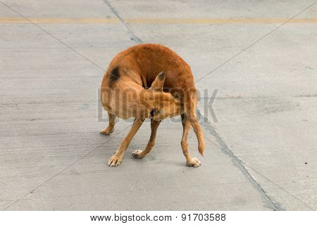 Brown Homeless Dog