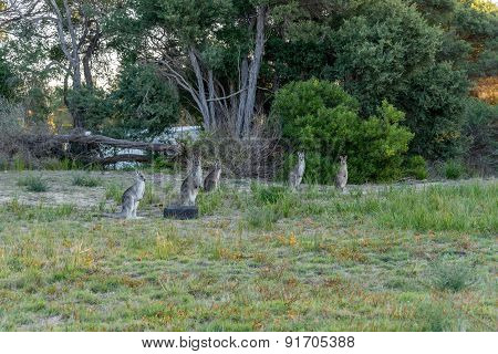 Five Kangaroo's In The Wild