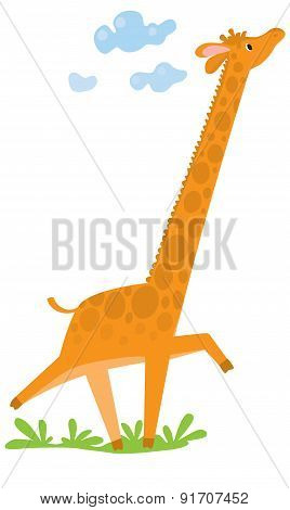 Funny giraffe
