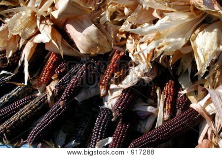Indian Corn