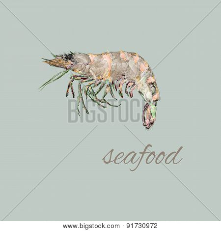 watercolor shrimp