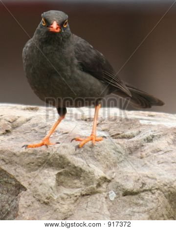 Scowling Bird 
