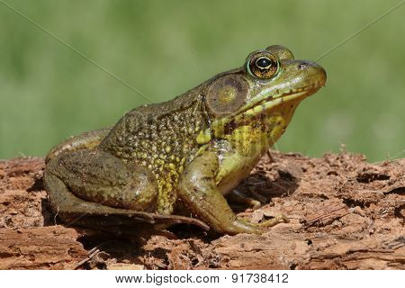 Green Frog (rana Clamitans) On A Log