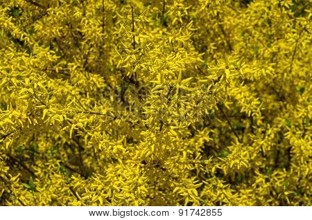 Blooming Forsythia Bush As The Background.
