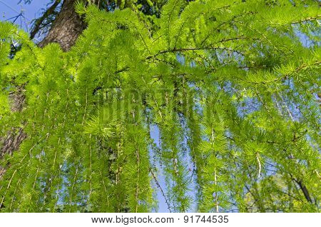 Young Needles On The Branches Of European Larch