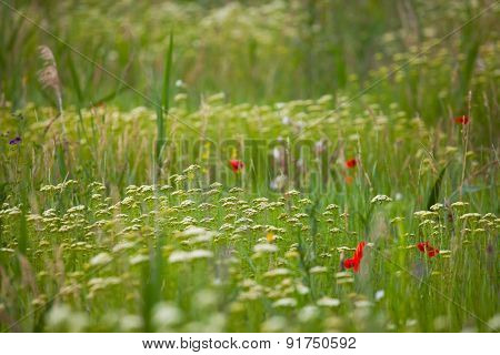 Green grassy field