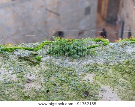 Beautiful green moss growing on a rock