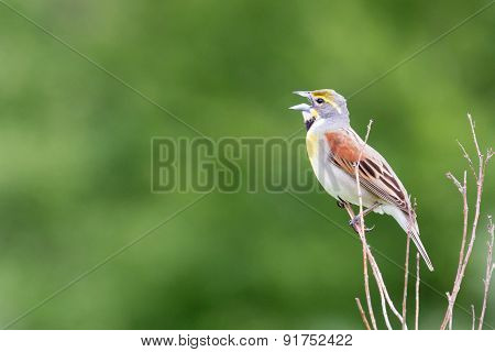 Singing Dickcissel