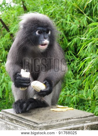 Dusky leaf monkey at Khao Lom Muag, Prachuap Khiri Khan, Thailand