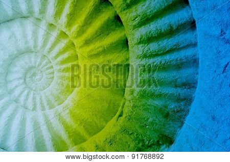 Color Of Ammonite Prehistoric Fossil.