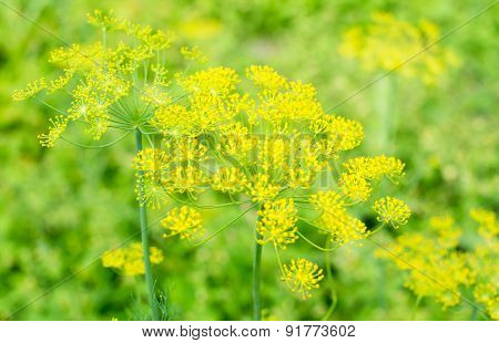 Yellow Dill Flowers