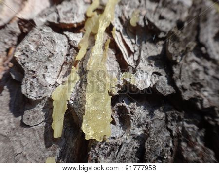 A drop of resin on the trunk