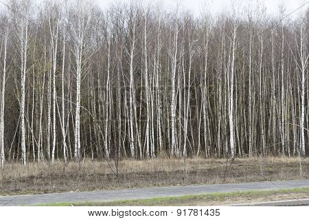 Birch grove