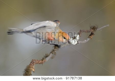 Grosbeak on branch