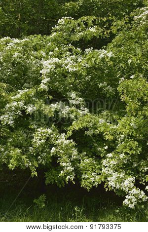 May Or Hawthorn In Flower