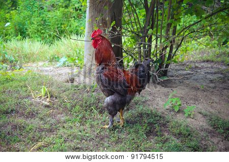 Rooster.