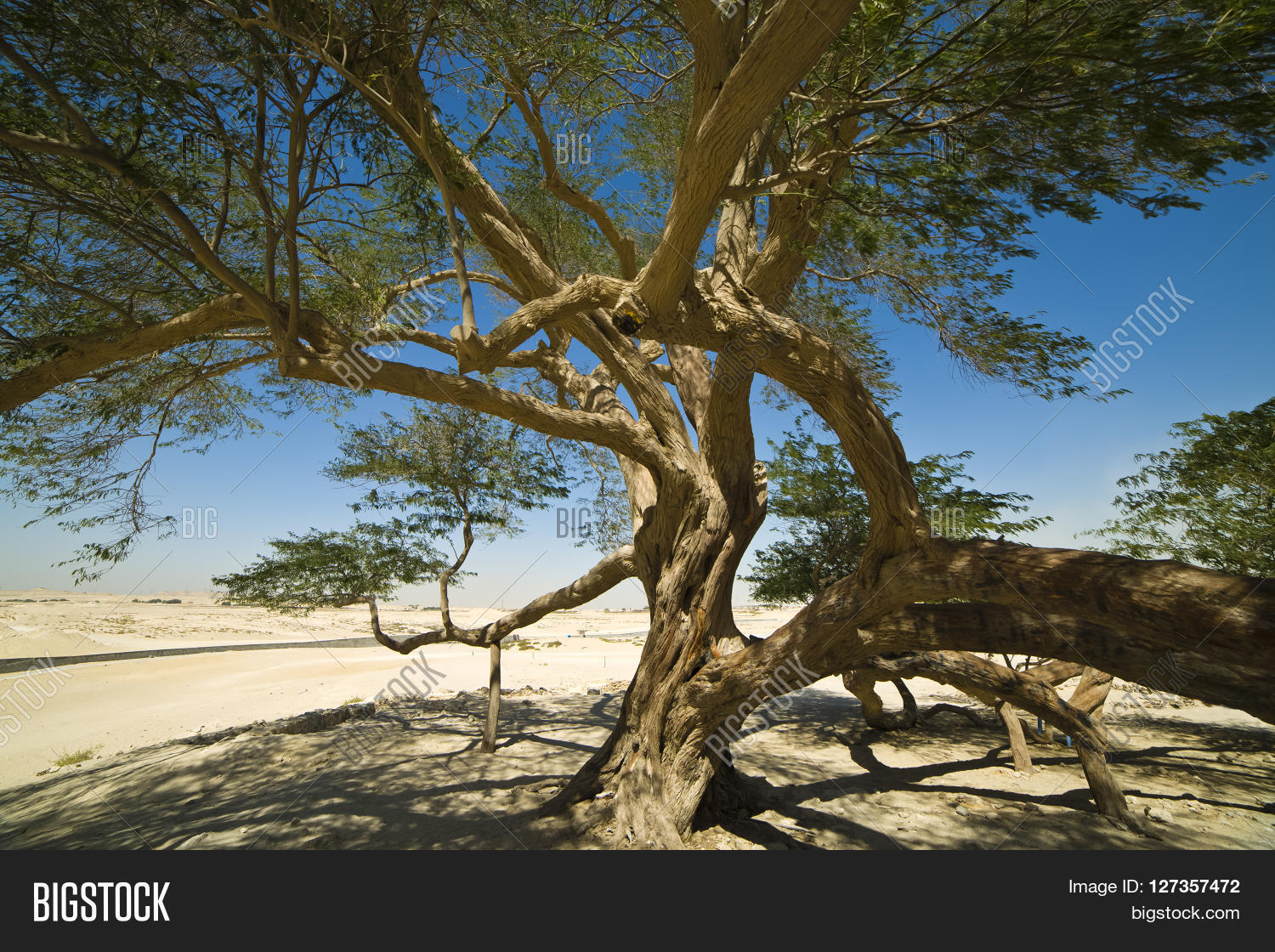 Tree Life Bahrain 400 Image & Photo (Free Trial) Bigstock