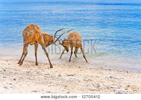 Dois cervos bunda chifres no Oceano