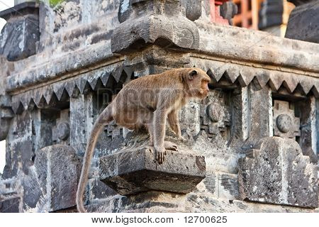BaliIndonesia. Monkeys in temple.