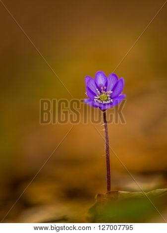 Artistic blur effect of beautiful wild blue jewel flowers, Hepatica transsilvanica in the forest, on a sunny spring day