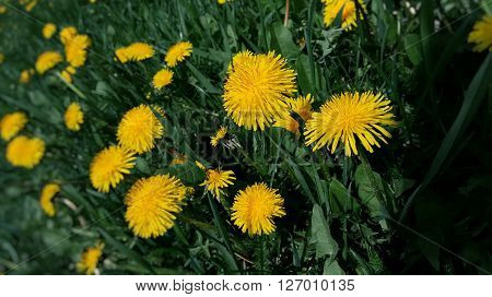 sunflowers on green grass , yellow plants