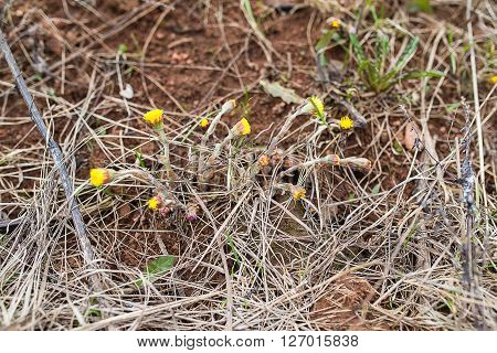 yellow dandelions bloom. Spring dandelion blossom and produce shoots. Around dry grass and earth.